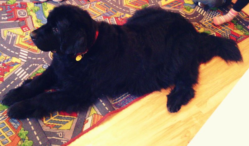 Dogoterapeuta w oddziale przedszkolnym - Szkoła Filialna w Więsławicach